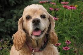 facial paralysis.jpg