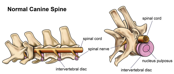 normal_spine_diagram.jpg